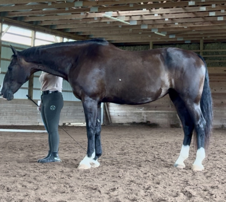 HorseID: 2299506 Linova - PhotoID: 1082763