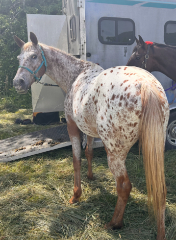 HorseID: 2299515 Skittles - PhotoID: 1080767