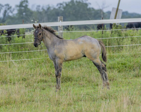 HorseID: 2299526 Ima Wicked Weasel - PhotoID: 1080780