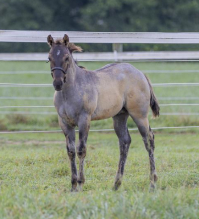 HorseID: 2299526 Ima Wicked Weasel - PhotoID: 1080781