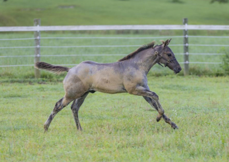 HorseID: 2299526 Ima Wicked Weasel - PhotoID: 1080782
