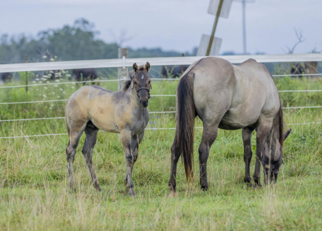 HorseID: 2299526 Ima Wicked Weasel - PhotoID: 1080783