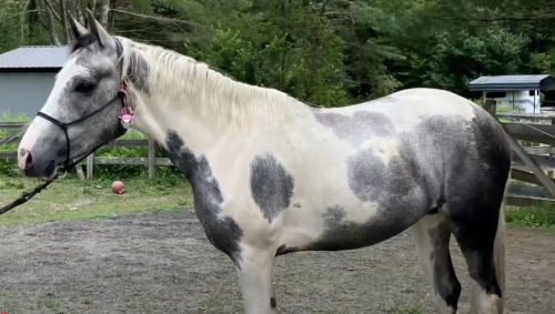 HorseID: 2299530 JVK Javenia - PhotoID: 1080833