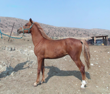 HorseID: 2299531 Jormonty - PhotoID: 1080812