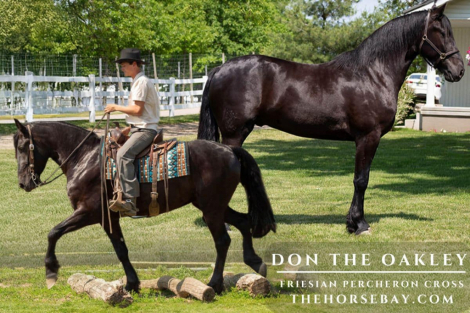 HorseID: 2299568 Don The Oakley - PhotoID: 1080797