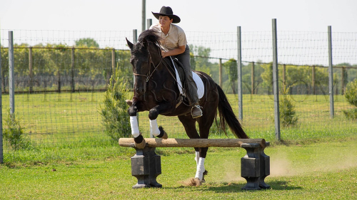 HorseID: 2299568 Don The Oakley - PhotoID: 1080798