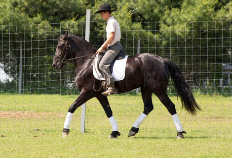 HorseID: 2299568 Don The Oakley - PhotoID: 1080799