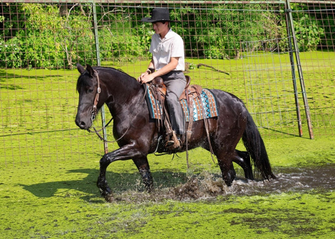 HorseID: 2299568 Don The Oakley - PhotoID: 1080800