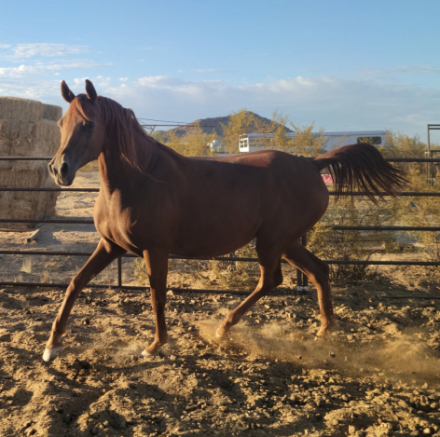 HorseID: 2299576 Jazseda Dona - PhotoID: 1080847