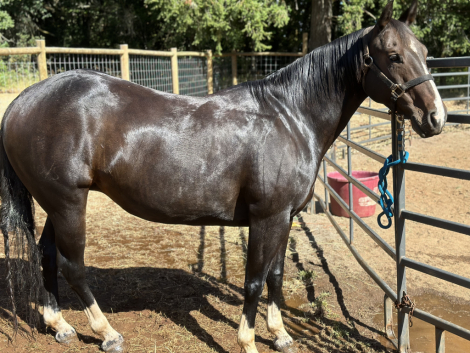 HorseID: 2299599 Lexylicious - PhotoID: 1080868