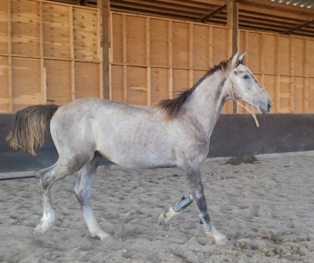 HorseID: 2299611 Casa Blanca - PhotoID: 1081019