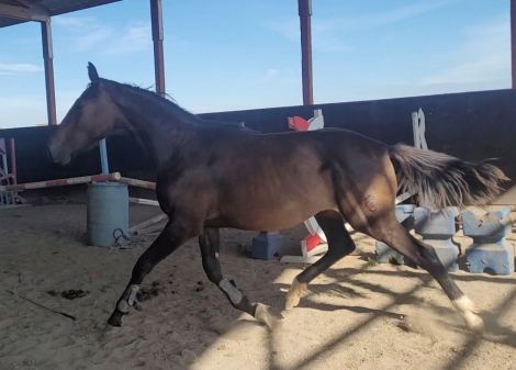 HorseID: 2299613 Up town girl - PhotoID: 1081027