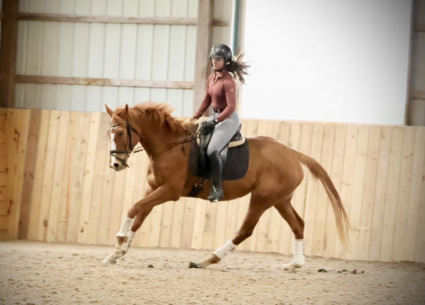 HorseID: 2299623 KittyBe Quick - PhotoID: 1080889