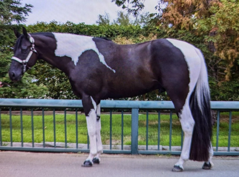 HorseID: 2299629 PDF Black Tie Affair - PhotoID: 1080897