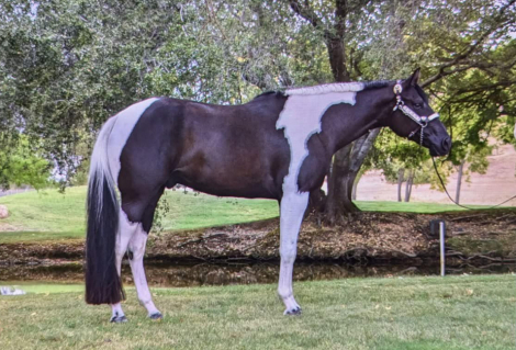 HorseID: 2299629 PDF Black Tie Affair - PhotoID: 1080898