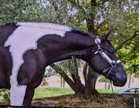 HorseID: 2299629 PDF Black Tie Affair - PhotoID: 1080899