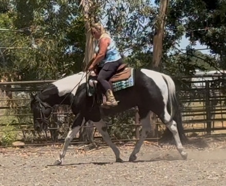 HorseID: 2299629 PDF Black Tie Affair - PhotoID: 1080900