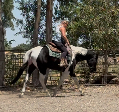 HorseID: 2299629 PDF Black Tie Affair - PhotoID: 1080901