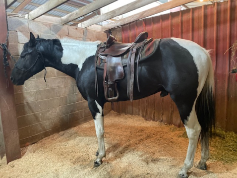 HorseID: 2299629 PDF Black Tie Affair - PhotoID: 1080902