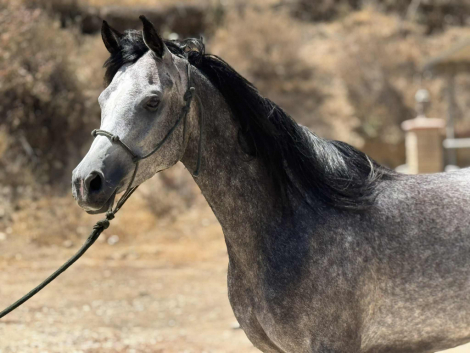 HorseID: 2299638 Aleah Mahina - PhotoID: 1080912