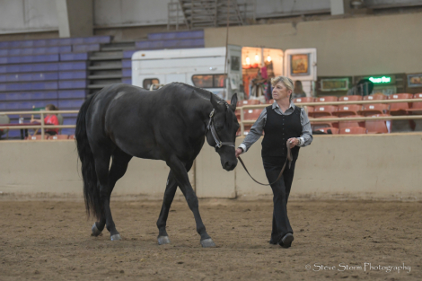 HorseID: 2299640 Ima Spotless Hunter - PhotoID: 1080915