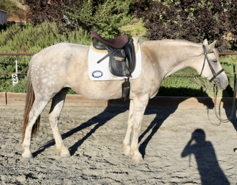 HorseID: 2299645 Bianca - PhotoID: 1080921