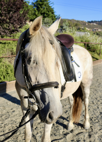 HorseID: 2299645 Bianca - PhotoID: 1080922