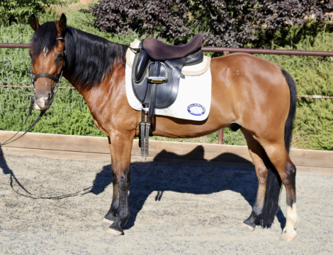 HorseID: 2299647 Pivit - PhotoID: 1080923