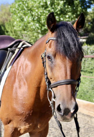 HorseID: 2299647 Pivit - PhotoID: 1080924