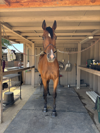 HorseID: 2299649 Any Further Questions (Q) - PhotoID: 1080931