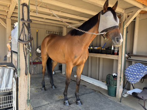 HorseID: 2299649 Any Further Questions (Q) - PhotoID: 1080932