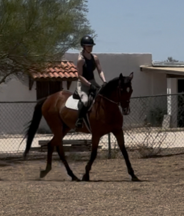 HorseID: 2299649 Any Further Questions (Q) - PhotoID: 1080933