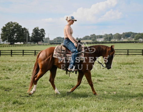 HorseID: 2299656 Waylon - PhotoID: 1080944