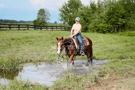 HorseID: 2299656 Waylon - PhotoID: 1080945