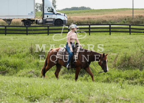 HorseID: 2299656 Waylon - PhotoID: 1080946