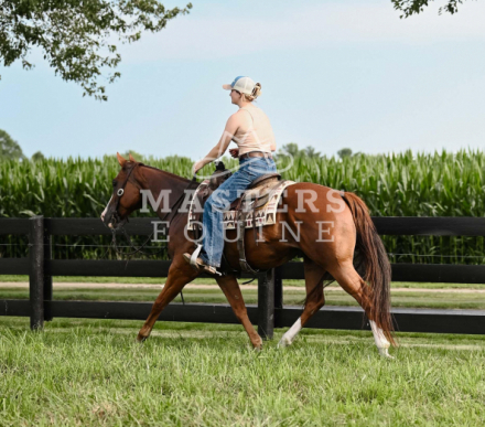 HorseID: 2299656 Waylon - PhotoID: 1080947