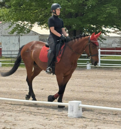 HorseID: 2299660 Epiphany Bay Liatrus - PhotoID: 1080955