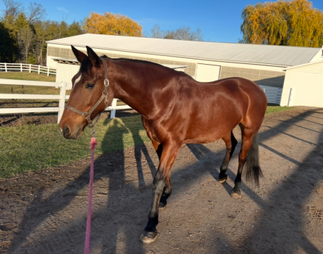 HorseID: 2299660 Epiphany Bay Liatrus - PhotoID: 1081402