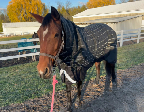 HorseID: 2299660 Epiphany Bay Liatrus - PhotoID: 1081404