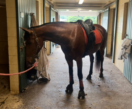 HorseID: 2299660 Epiphany Bay Liatrus - PhotoID: 1081405