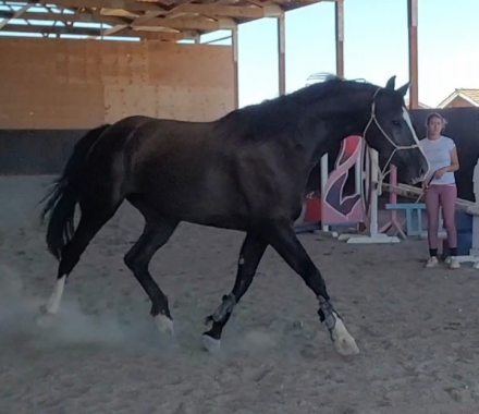 HorseID: 2299670 Remember me - PhotoID: 1081023