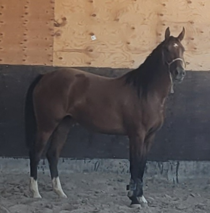 HorseID: 2299672 Sapphires silhouette - PhotoID: 1081024