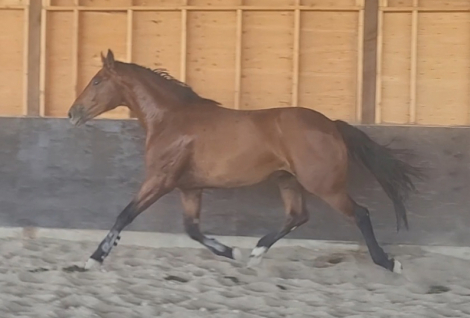 HorseID: 2299674 Saxon Sinclair - PhotoID: 1081025