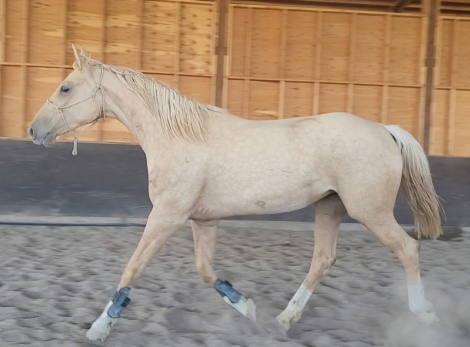 HorseID: 2299675 Tinkas bell - PhotoID: 1081026