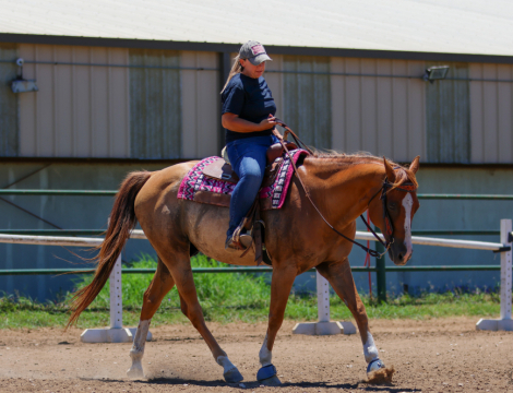 HorseID: 2299691 Rast O Lena - PhotoID: 1080965