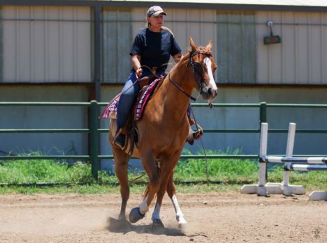 HorseID: 2299691 Rast O Lena - PhotoID: 1080966