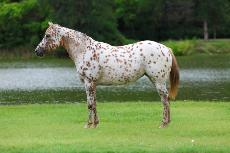 HorseID: 2299696 TROPICAL PARADISE - PhotoID: 1098274
