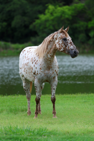 HorseID: 2299696 TROPICAL PARADISE - PhotoID: 1098275