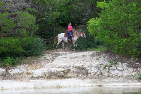 HorseID: 2299696 TROPICAL PARADISE - PhotoID: 1103980
