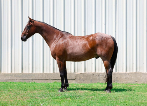 HorseID: 2299697 LITTLE SNIPPYS HAZE - PhotoID: 1098277